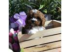 Cavapoo Puppy for sale in Bloomfield, IA, USA