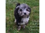 Aussiedoodle Puppy for sale in Seattle, WA, USA