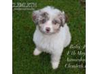 Aussiedoodle Puppy for sale in Seattle, WA, USA