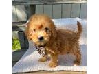 Goldendoodle Puppy for sale in Oroville, CA, USA