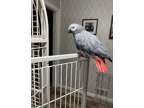 SJLDSIHEN African Grey Parrots