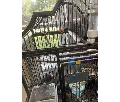 JLHISDH African Grey Parrots is a Grey Everything Else for Sale in Miami Beach FL