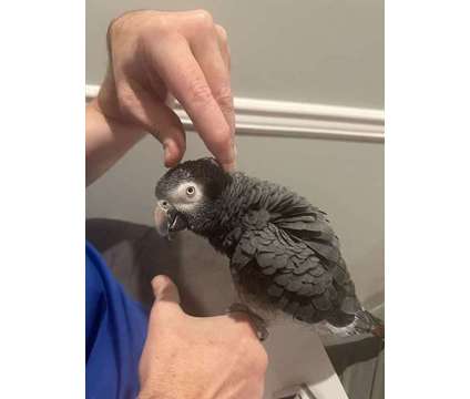 SDLJUHUF African Grey Parrots is a Grey Everything Else for Sale in Miami Beach FL