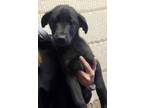 Adopt Meg a Labrador Retriever
