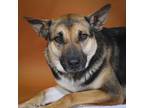 Adopt Kelly a German Shepherd Dog