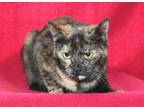 Adopt Boo - 39131 a Domestic Short Hair, Tortoiseshell