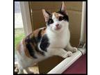 Adopt Callie a Calico