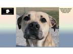 Adopt SWEET PEA a Labrador Retriever