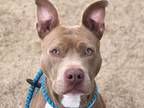 Adopt TALIMAIA a Pit Bull Terrier