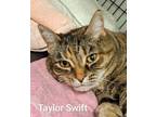 Adopt Taylor Swift a Tiger