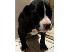 Adopt 4 FEMALE PUPPIES a Boxer
