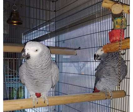 GYBBUBU African Grey Parrots is a Grey Everything Else for Sale in Sevierville TN