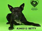 Adopt BETTY a Pit Bull Terrier, Mixed Breed