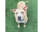 Adopt Lenore a Pit Bull Terrier