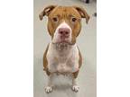Diamond, American Pit Bull Terrier For Adoption In Mesquite, Texas