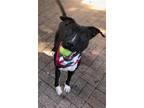 Boyd, American Pit Bull Terrier For Adoption In Mesquite, Texas