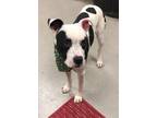 Bandit, American Pit Bull Terrier For Adoption In Mesquite, Texas