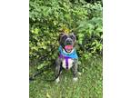 Nissa, American Pit Bull Terrier For Adoption In Worcester, Massachusetts