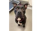 Dil, American Pit Bull Terrier For Adoption In Dallas, Texas