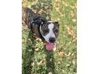 Cadence, American Pit Bull Terrier For Adoption In Maryville, Missouri