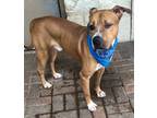 Chucho, American Pit Bull Terrier For Adoption In Mesquite, Texas