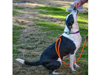 Webbie, Labrador Retriever For Adoption In Dallas, Texas