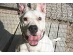 Syd (available From Foster), American Pit Bull Terrier For Adoption In