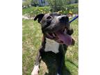 Lincoln, American Pit Bull Terrier For Adoption In Worcester, Massachusetts