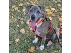 Dude, American Pit Bull Terrier For Adoption In Dallas, Texas