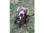 Diana, American Pit Bull Terrier For Adoption In Mesquite, Texas