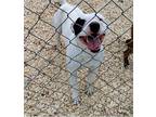 Hoss, American Pit Bull Terrier For Adoption In Batesville, Arkansas