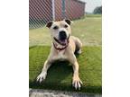 Finnegan, American Staffordshire Terrier For Adoption In Traverse City, Michigan