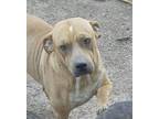 Pete, American Pit Bull Terrier For Adoption In Batesville, Arkansas