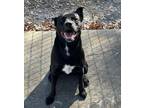 Obi, Boston Terrier For Adoption In Lufkin, Texas