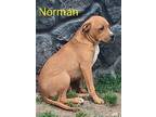 Norman, American Pit Bull Terrier For Adoption In Batesville, Arkansas
