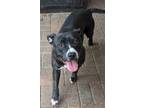 Ivy, American Staffordshire Terrier For Adoption In Mesquite, Texas