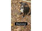 Xammy, Labrador Retriever For Adoption In Batesville, Arkansas