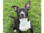 Adopt CARLY a Pit Bull Terrier