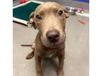 Dino, American Pit Bull Terrier For Adoption In Dallas, Texas