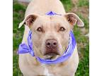 Brooke, American Pit Bull Terrier For Adoption In Quinlan, Texas