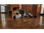 Kale, Cairn Terrier For Adoption In Kelowna, British Columbia