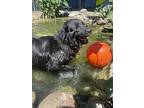 Chico, Flat-coated Retriever For Adoption In Los Angeles, California