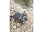 Dom, American Pit Bull Terrier For Adoption In Johnston, Rhode Island