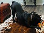 Mowgli, American Pit Bull Terrier For Adoption In Johnston, Rhode Island