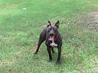 Rebel, American Pit Bull Terrier For Adoption In Valdosta, Georgia