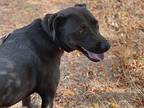Mac, Labrador Retriever For Adoption In Quinlan, Texas