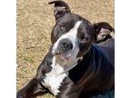 Tulip, American Staffordshire Terrier For Adoption In Quinlan, Texas