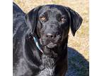Sasha, Labrador Retriever For Adoption In Quinlan, Texas