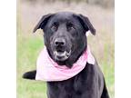 Bailey, Labrador Retriever For Adoption In Quinlan, Texas