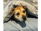 Rosie, American Pit Bull Terrier For Adoption In Lincoln, Nebraska